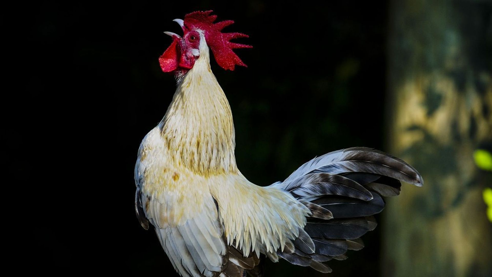 Le coq qui chante clearance