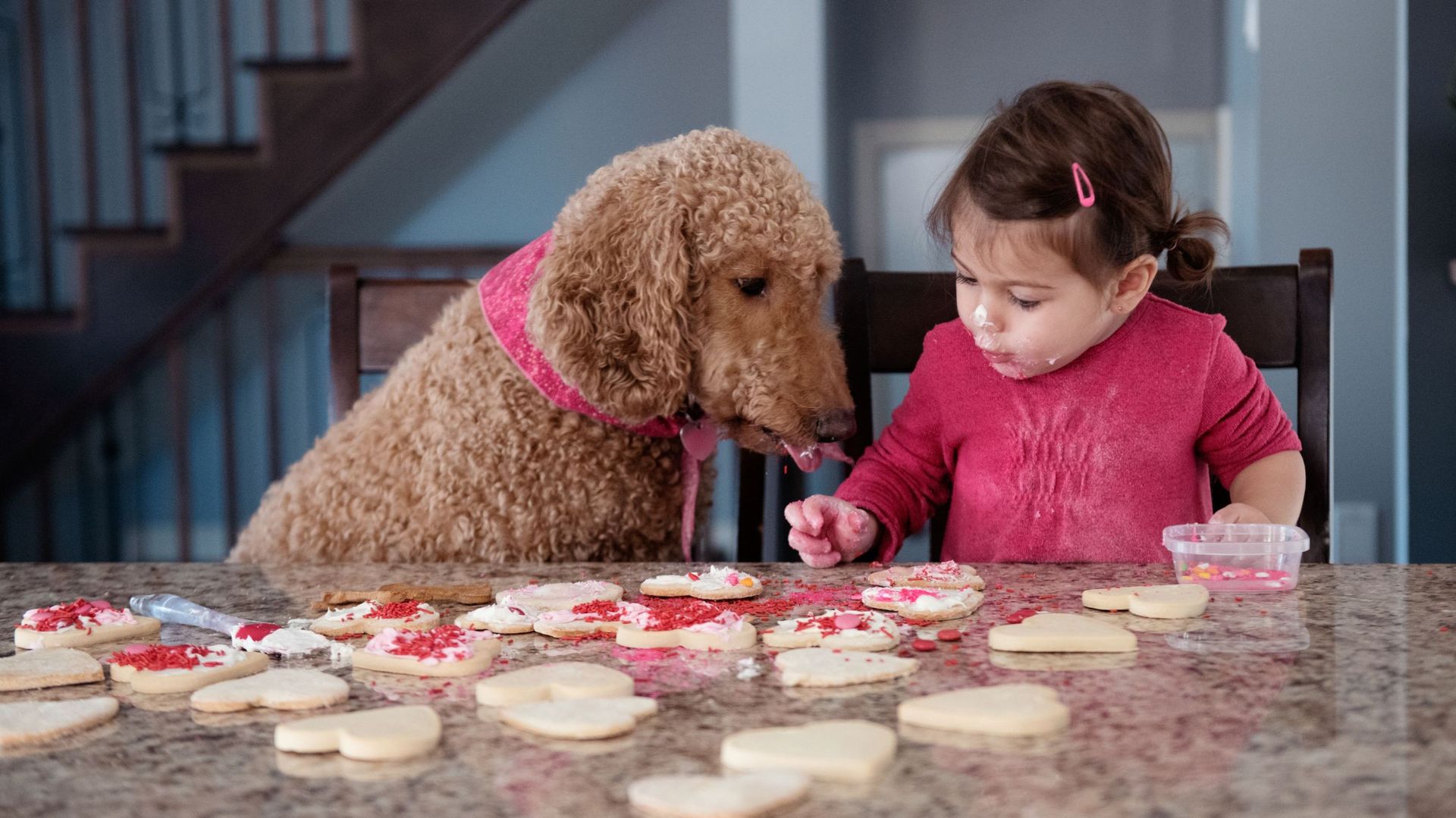 Little girl tastes heart shaped cookies with her dog.