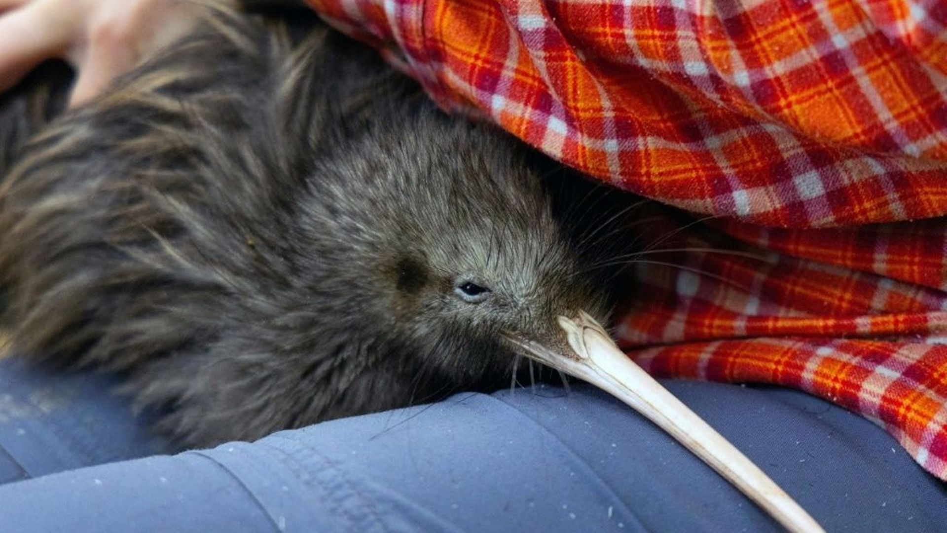 Le zoo de Miami se fait réprimander par la Nouvelle-Zélande pour le mauvais traitement d'un kiwi.