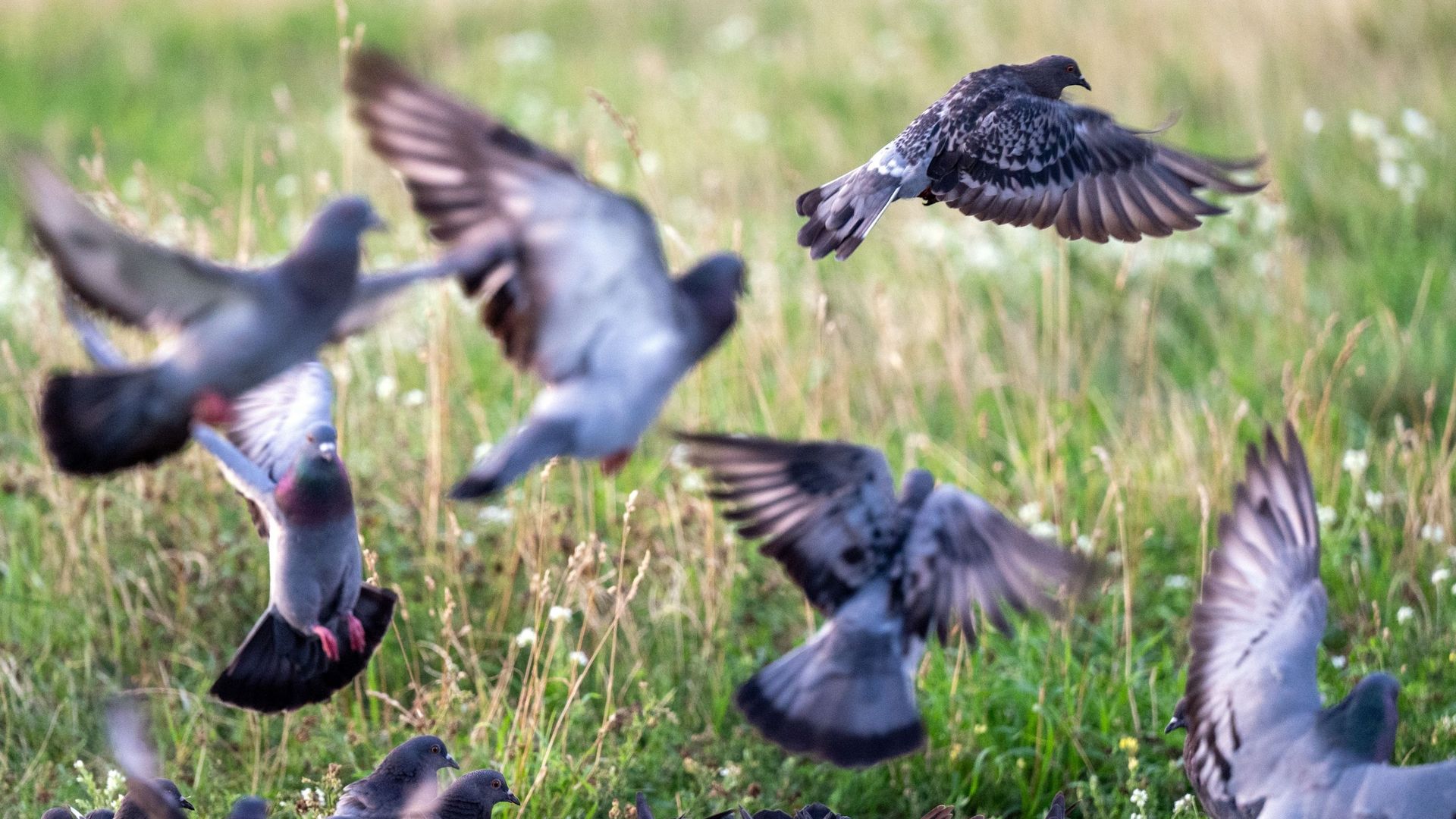 Les Néandertaliens raffolaient déjà du pigeon, bien avant les grands chefs étoilés