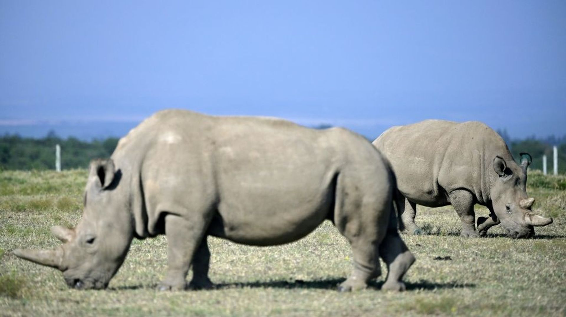 Douze embryons créés pour sauver le rhinocéros blanc du Nord, une espèce dont il ne reste que deux spécimens