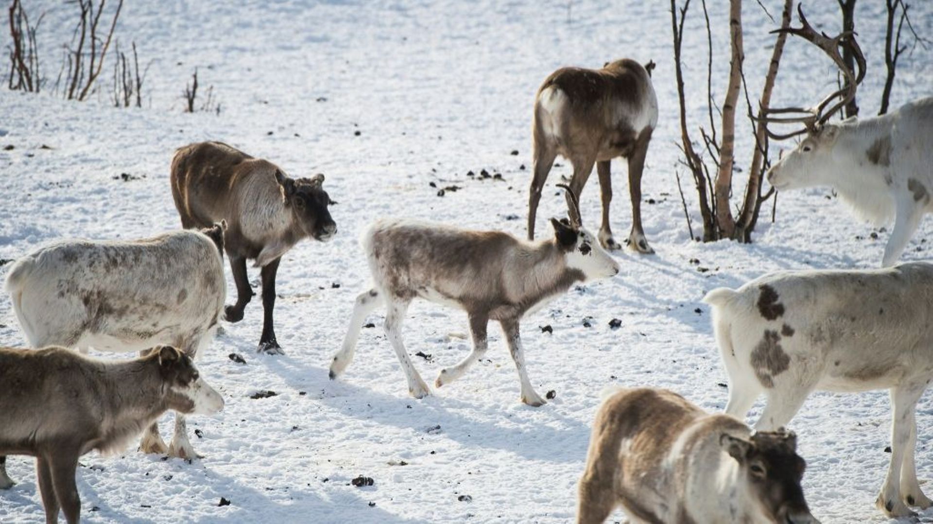 Des rennes dans la région de Finnmark à Kautokeino, le 16 mars 2017 
