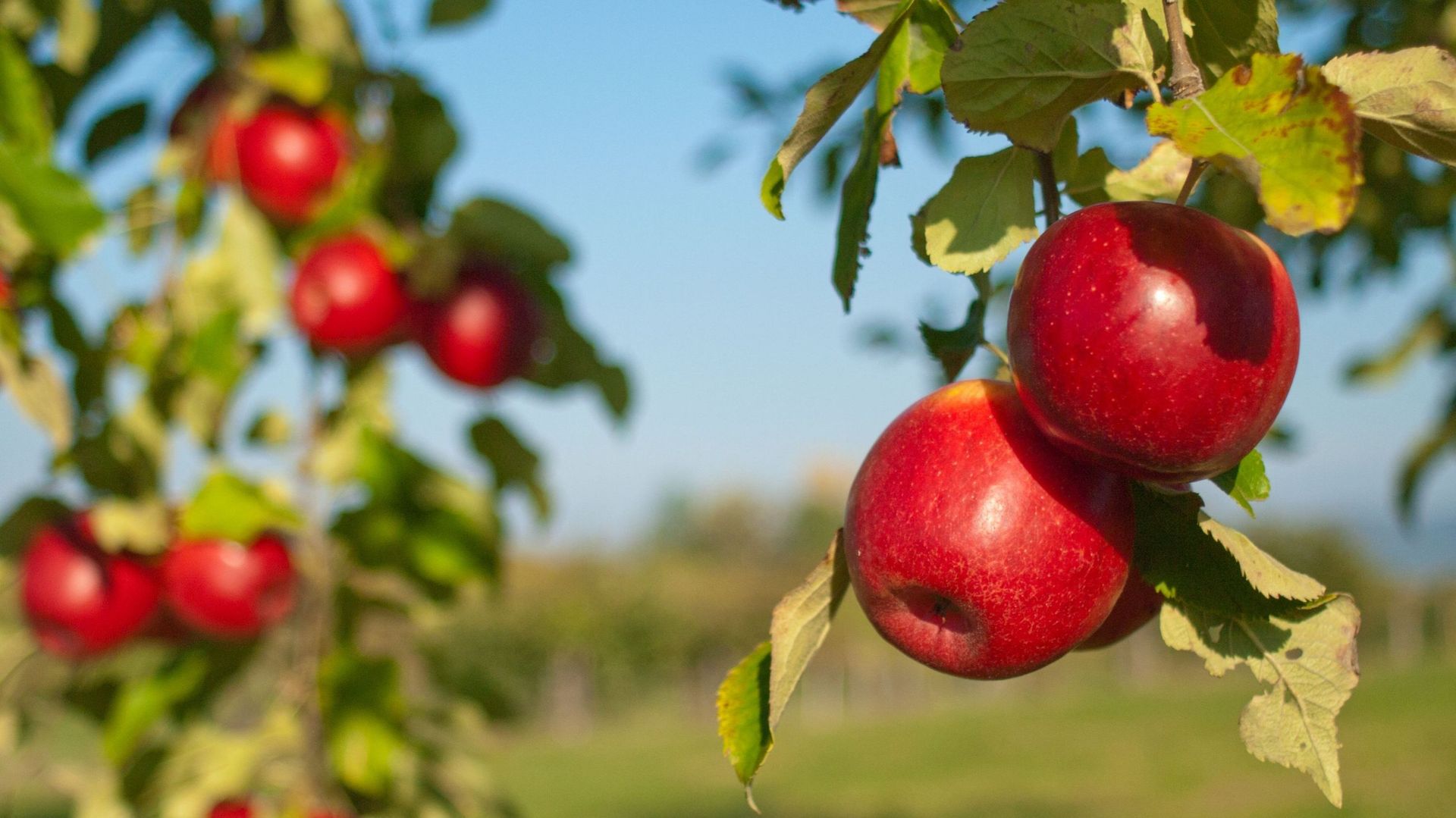 La Jonagold est la variété de pommes belges la plus importante, suivie par les Jonagored, Boskoop et Golden Delicious