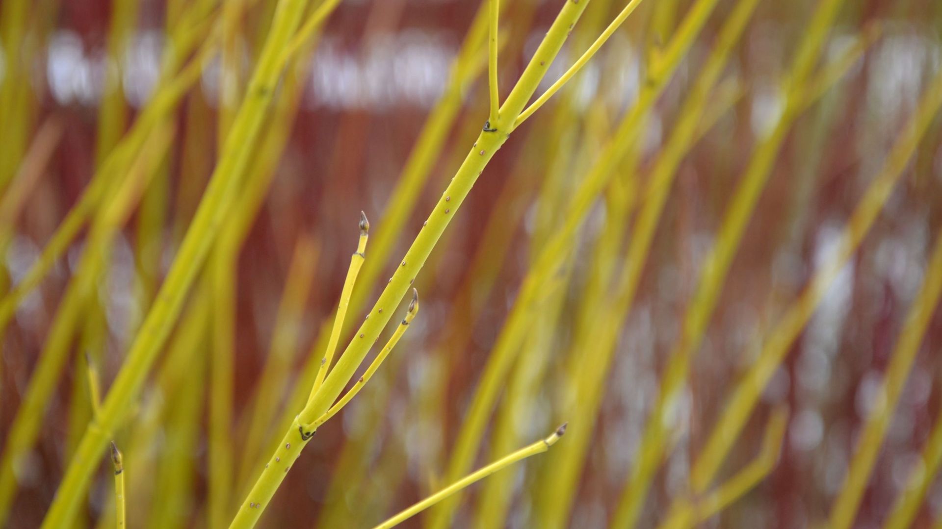 Planté à l’avant d’un volume au feuillage vert persistant, comme un conifère ou un houx, un cornouiller au bois clair sera encore plus visible. Le nom de a variété : Cornus sericea ‘Flaviramea.