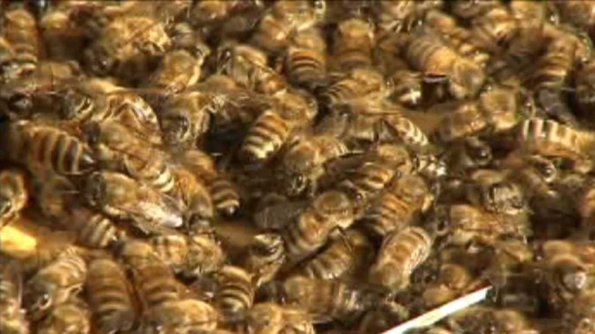 Spa: 50 000 abeilles surveillent les captages d'eau de Spadel