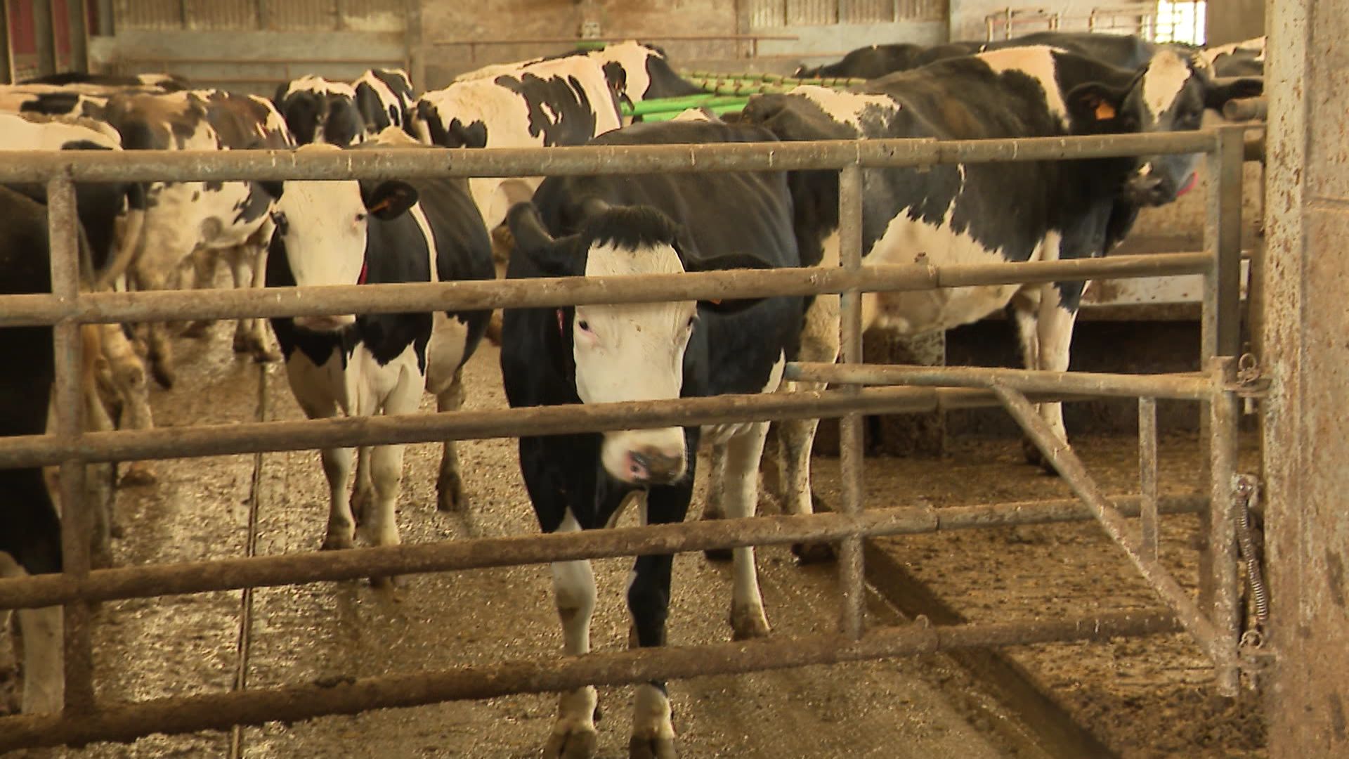 Les vaches d'une ferme peuvent être une bonne source d'électricité.