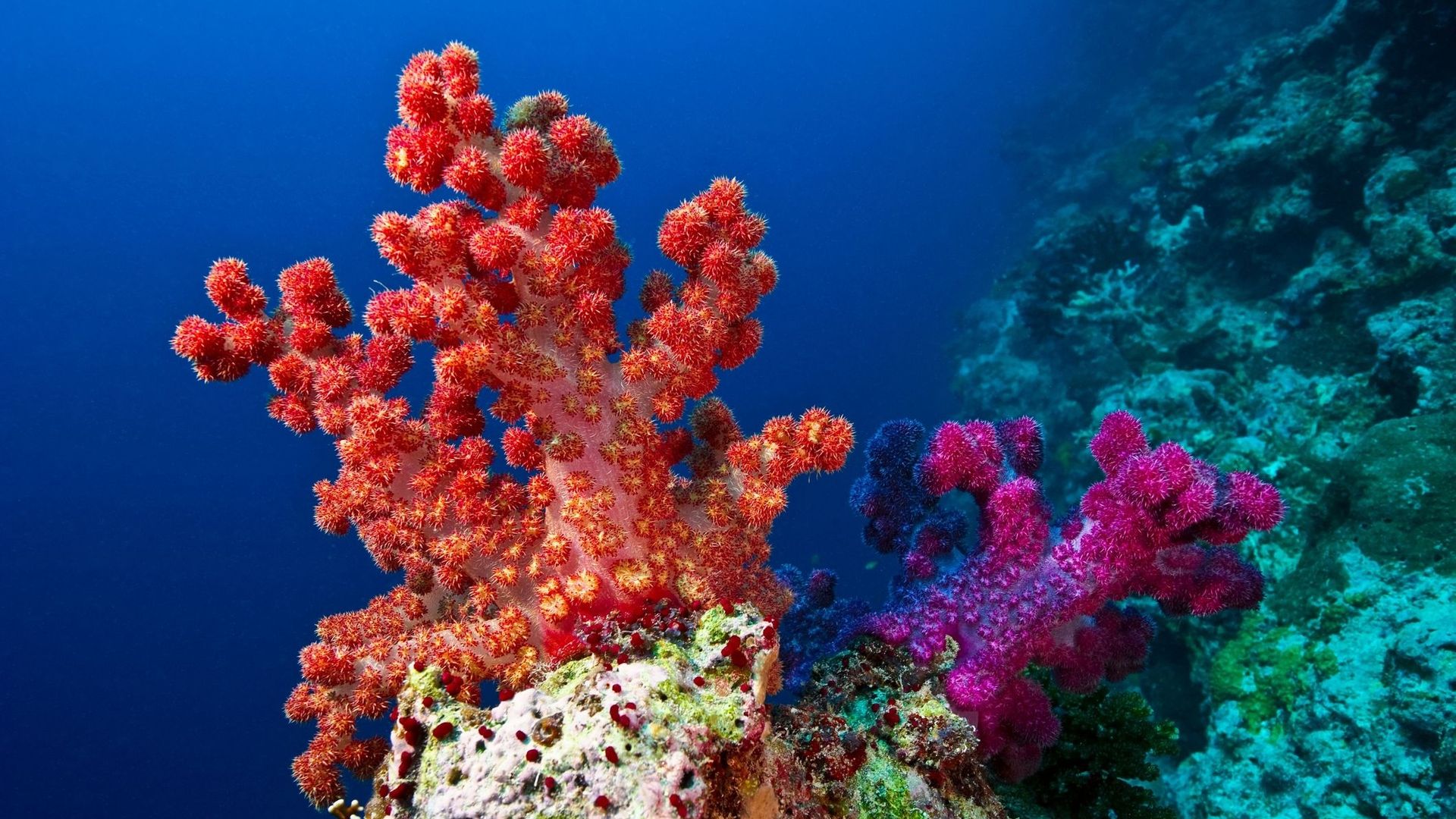 Adopter un corail.