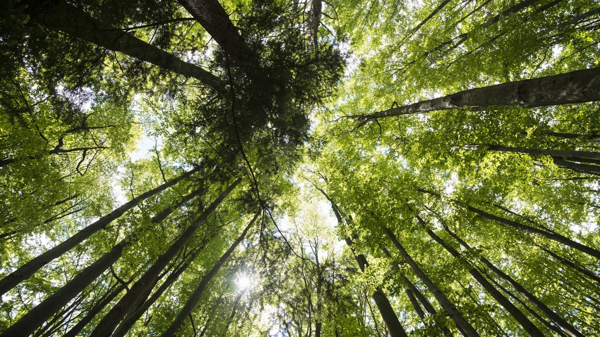 Les arbres et la végétation sont des puits de carbone naturels