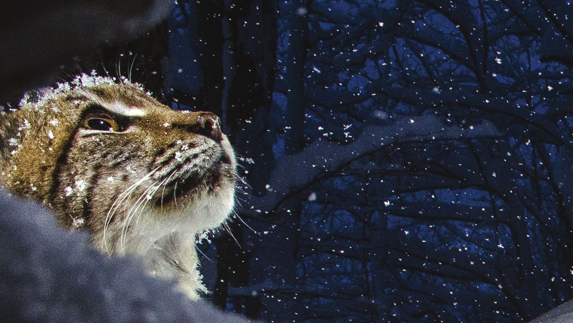 L’affiche de "Lynx"