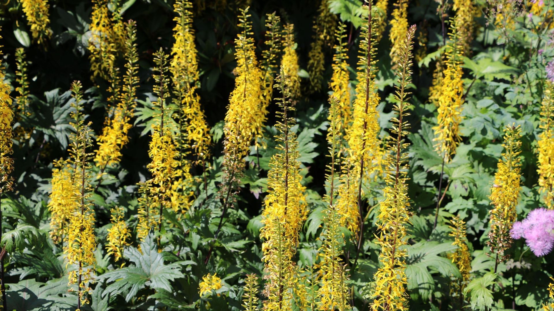 La Ligularia przewalski est une vivace aux feuilles ciselées et à la floraison en épis de couleur jaune en juin et en juillet.