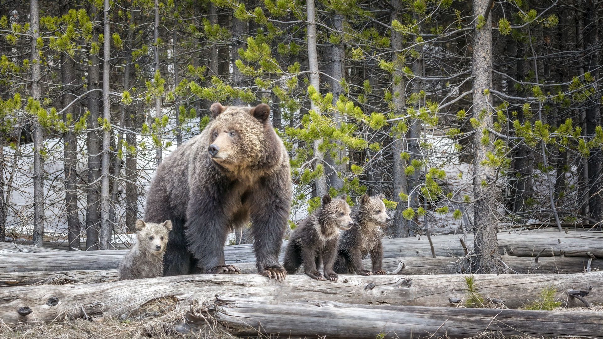 Le grizzly de Yellowstone protégé par une cour d'appel des Etats-Unis