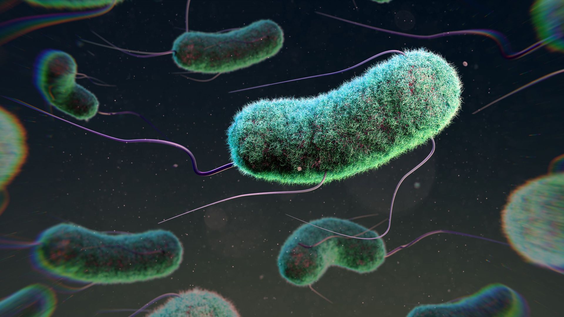 Infections à la bactérie Stec dans des maisons de repos : pas d’infection confirmée à ce stade en Wallonie