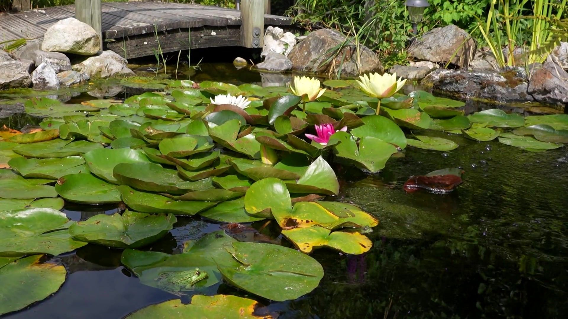 Automne : la saison idéale pour construire ou entretenir votre bassin de jardin
