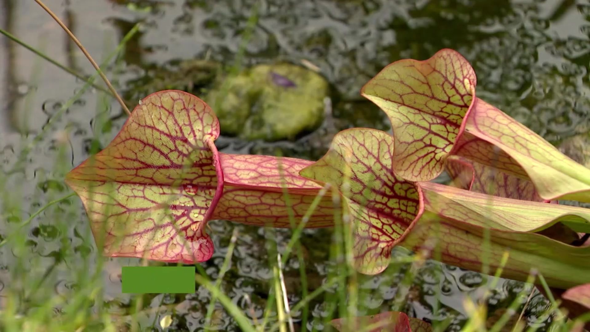 Sarracenia purpurea : Une plante carnivore facile de culture