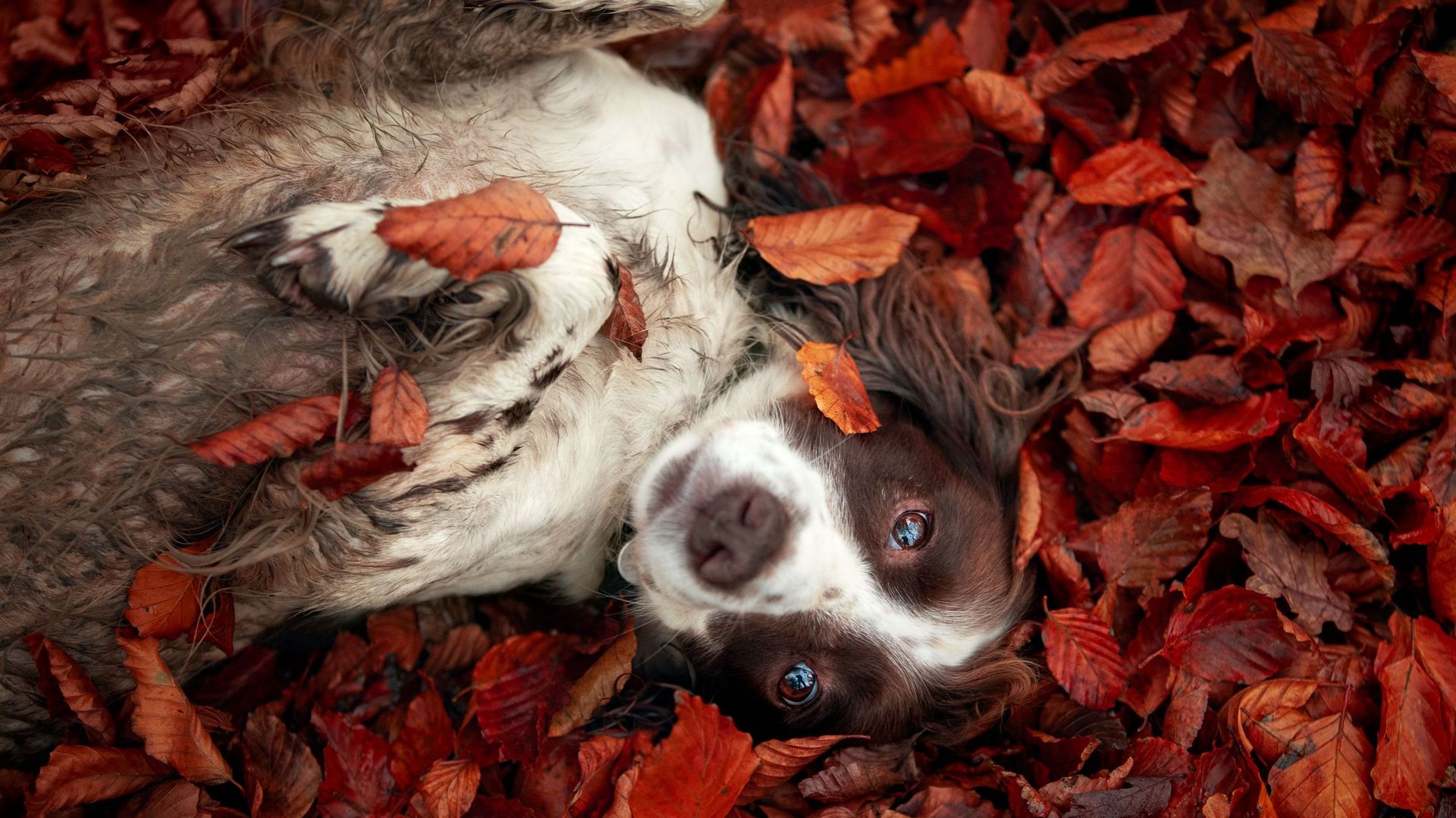 Brown and White Spaniel in Autumn Leaves