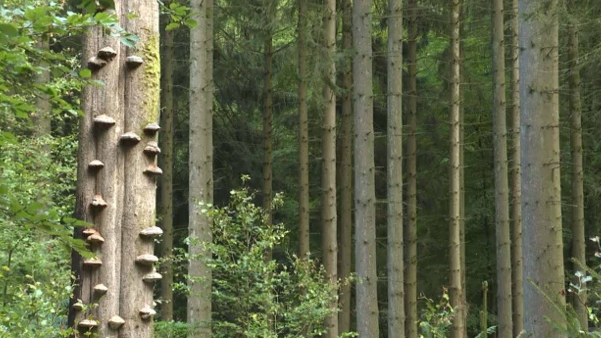 La forêt Saint-Michel de Freyr, une gestion modèle de sa biodiversité