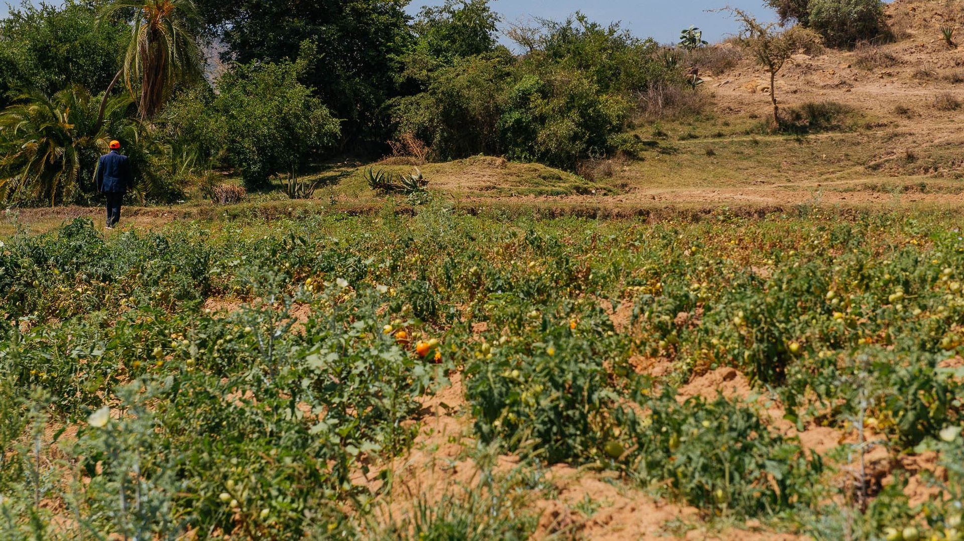Abrha We Atsbha n'attend pas le retour de la pluie pour cultiver. Les systèmes de conservation d'eau et d'irrigation donnent vie aux champs.  