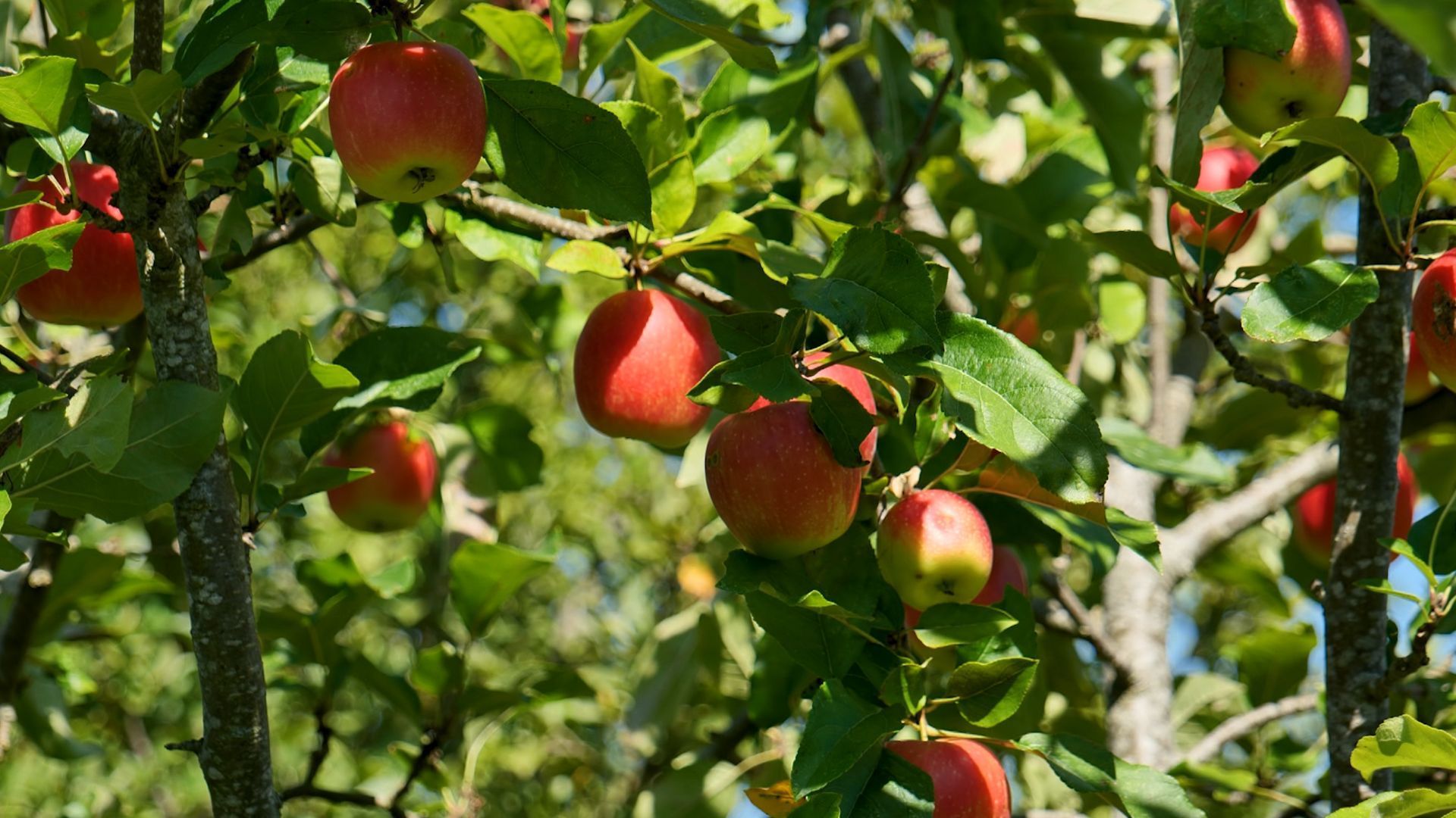 Savez-vous comment conserver les pommes et poires après la récolte ?