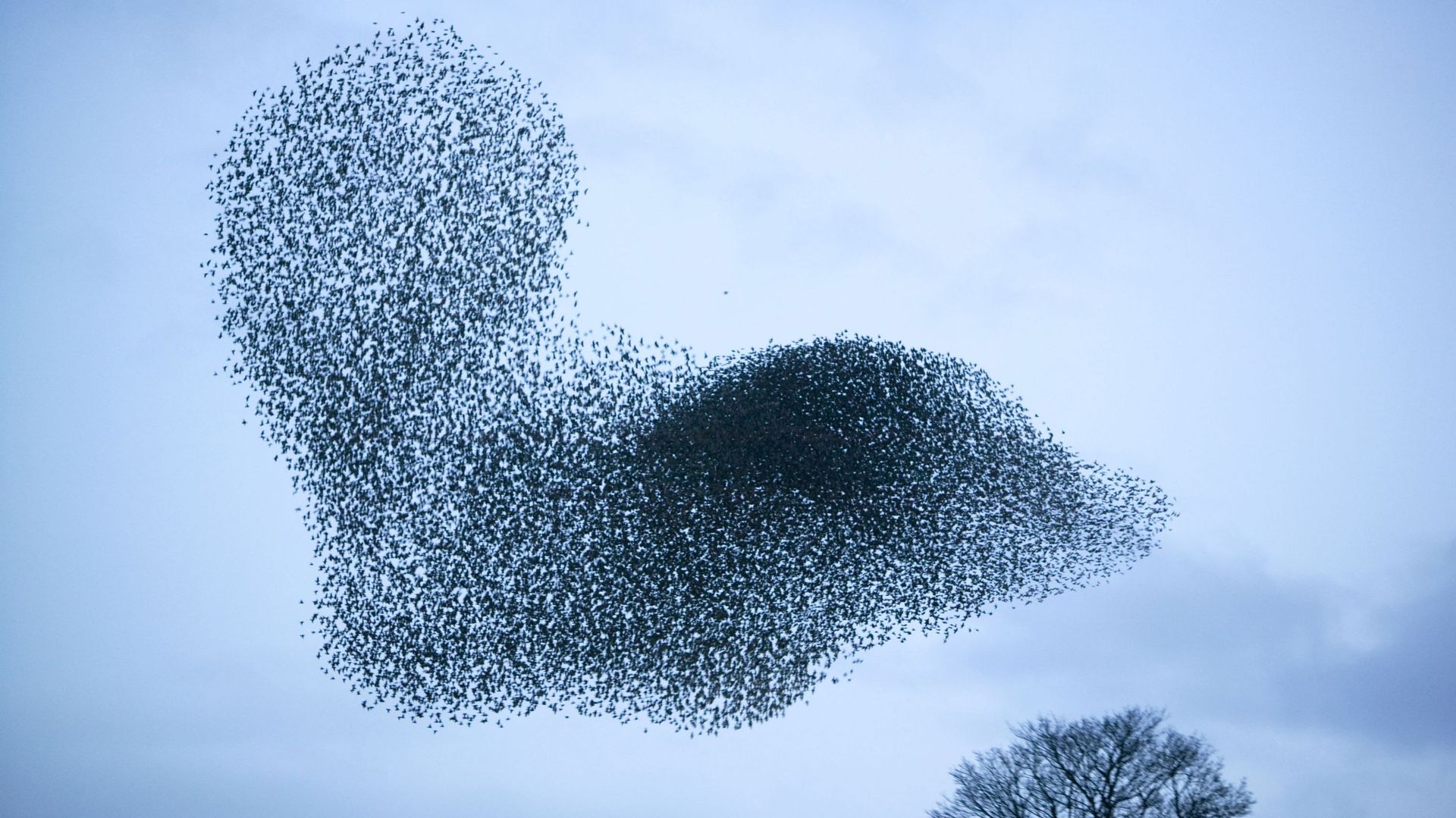Pourquoi les oiseaux volent-ils en groupe ?