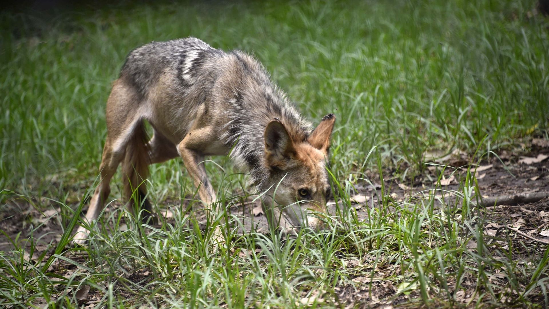 Un jeune loup au Mexique (photo d’illustration)