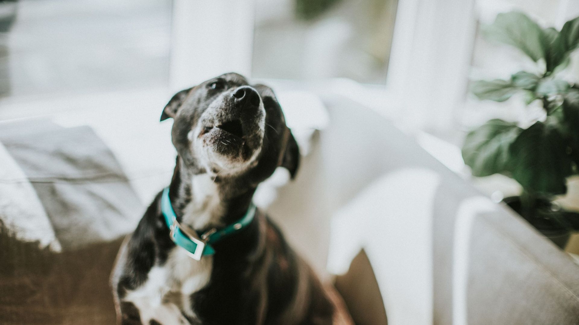 Déconfinement : comment éviter le syndrôme de l'anxiété de séparation chez nos chiens