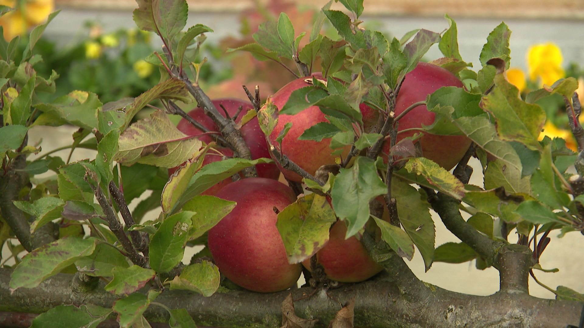 En hiver, reboostez vos arbres fruitier RTBF Actus — free download