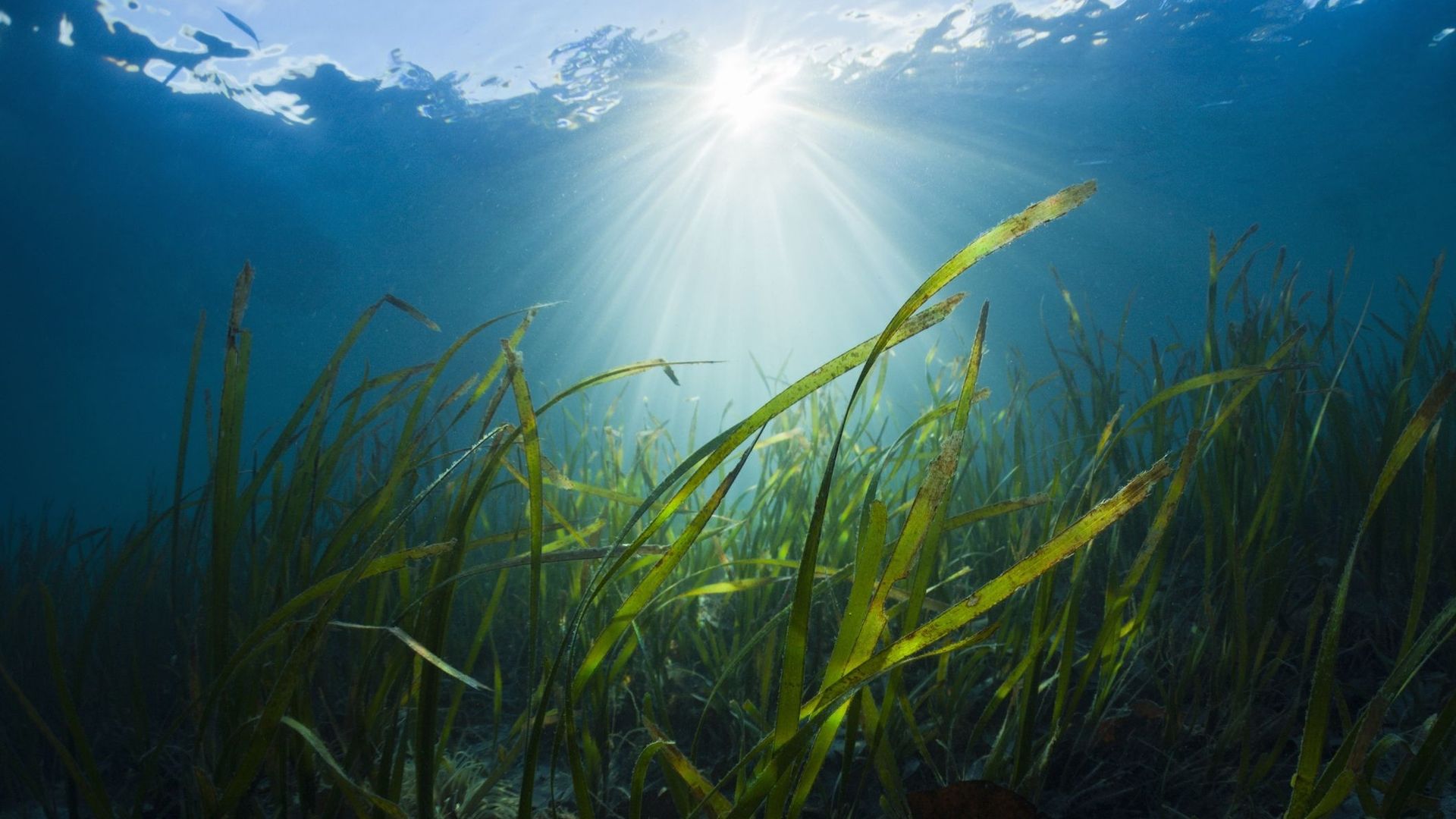 Les herbiers marins : des plantes ultra-résistantes et précieuses pour préserver les écosystèmes des océans.