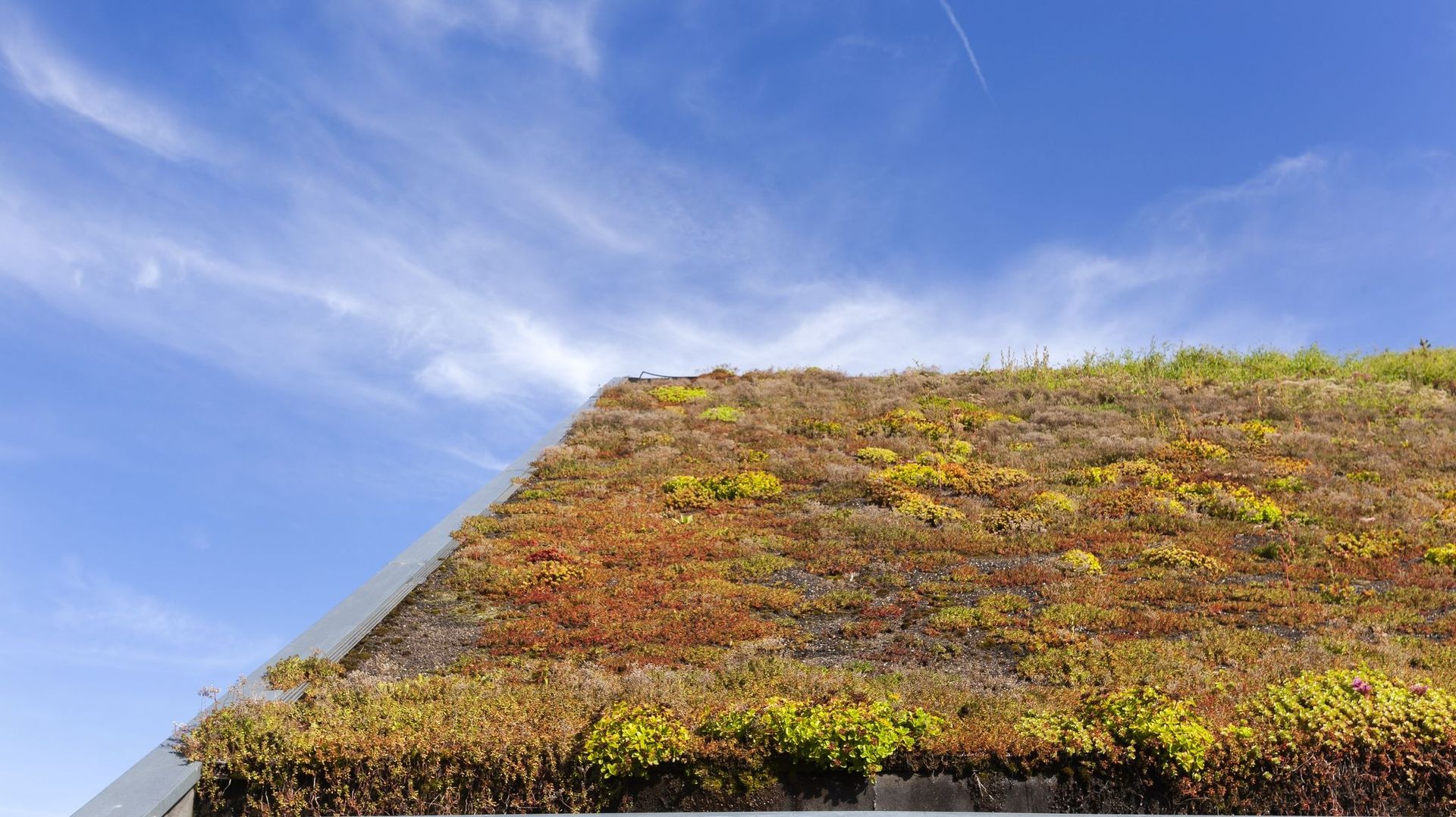 La végétation des sédums est persistante, avec des couleurs évoluant au fil des saisons. En milieu urbain, par rapport à une couverture conventionnelle, un toit végétal offre une vision bien plus agréable au voisinage.