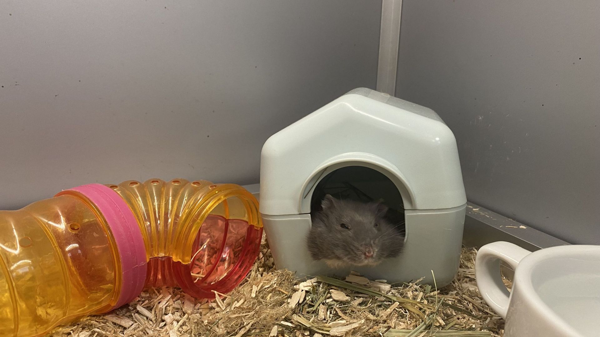 Ce hamster attend aussi une adoption