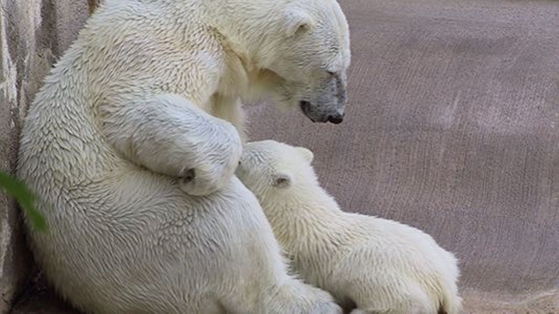 Video Exclusive Rare Naissance D Un Ourson Polaire Au Zoo De Mulhouse Rtbf Be