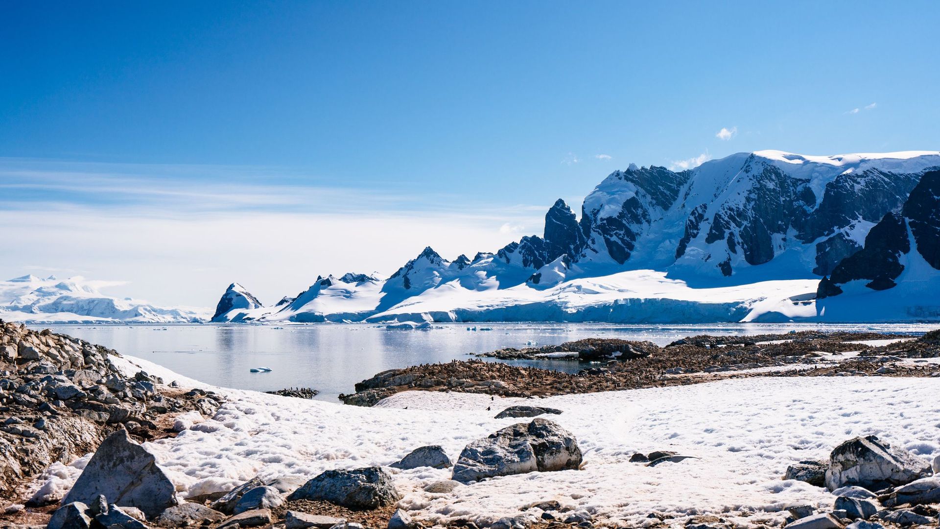 Nouvelle menace pour l'Antarctique: les espèces invasives apportées par l'Homme.