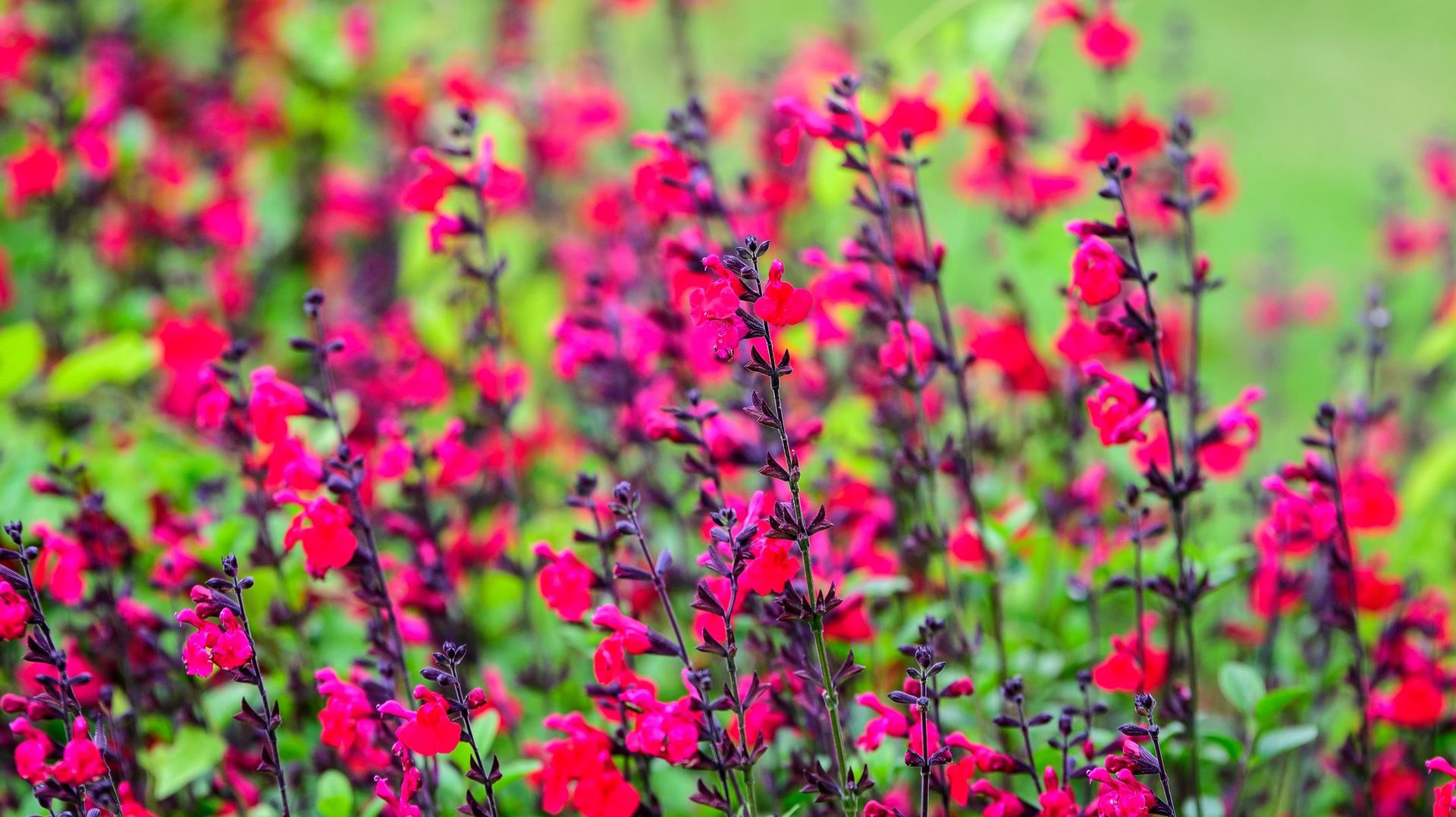 Pour un jardin fleuri jusqu'aux gelées : optez pour les sauges arbustives !