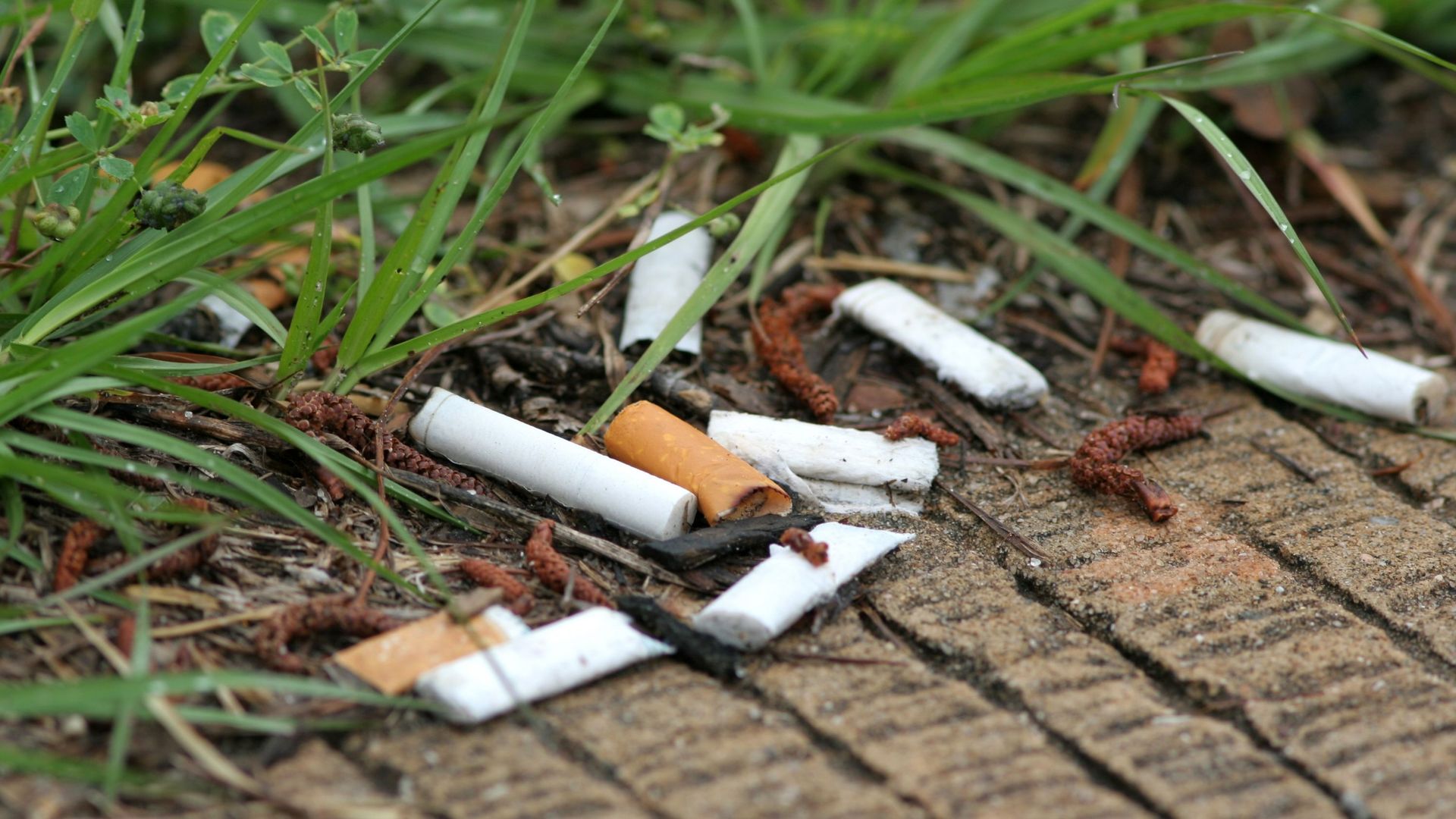 Les mégots de cigarettes se recyclent et sont même l'avenir de nos maisons !