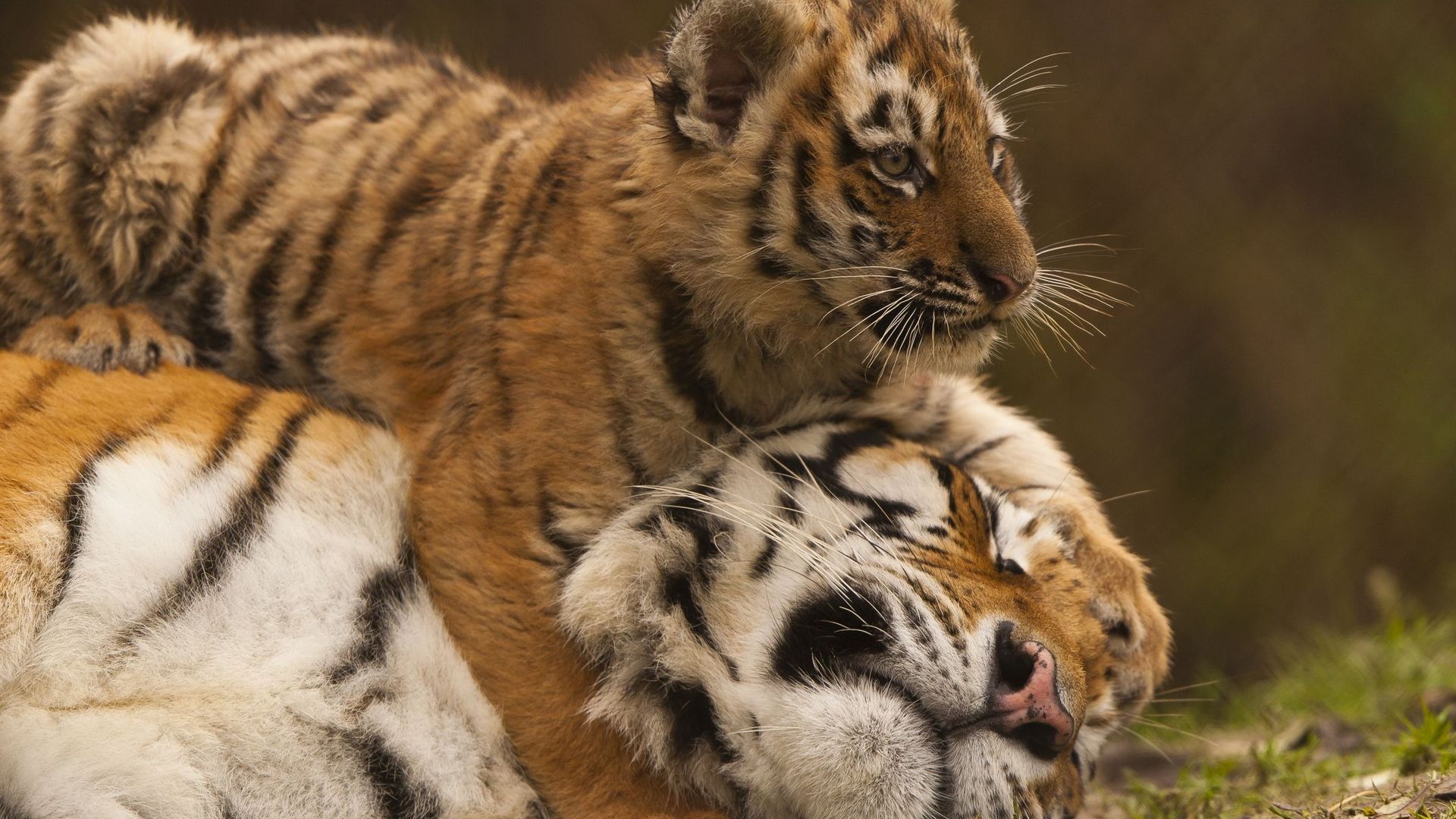 La génétique confirme qu'il y a 6 sous-espèces de tigres (et non 2 ou 5)