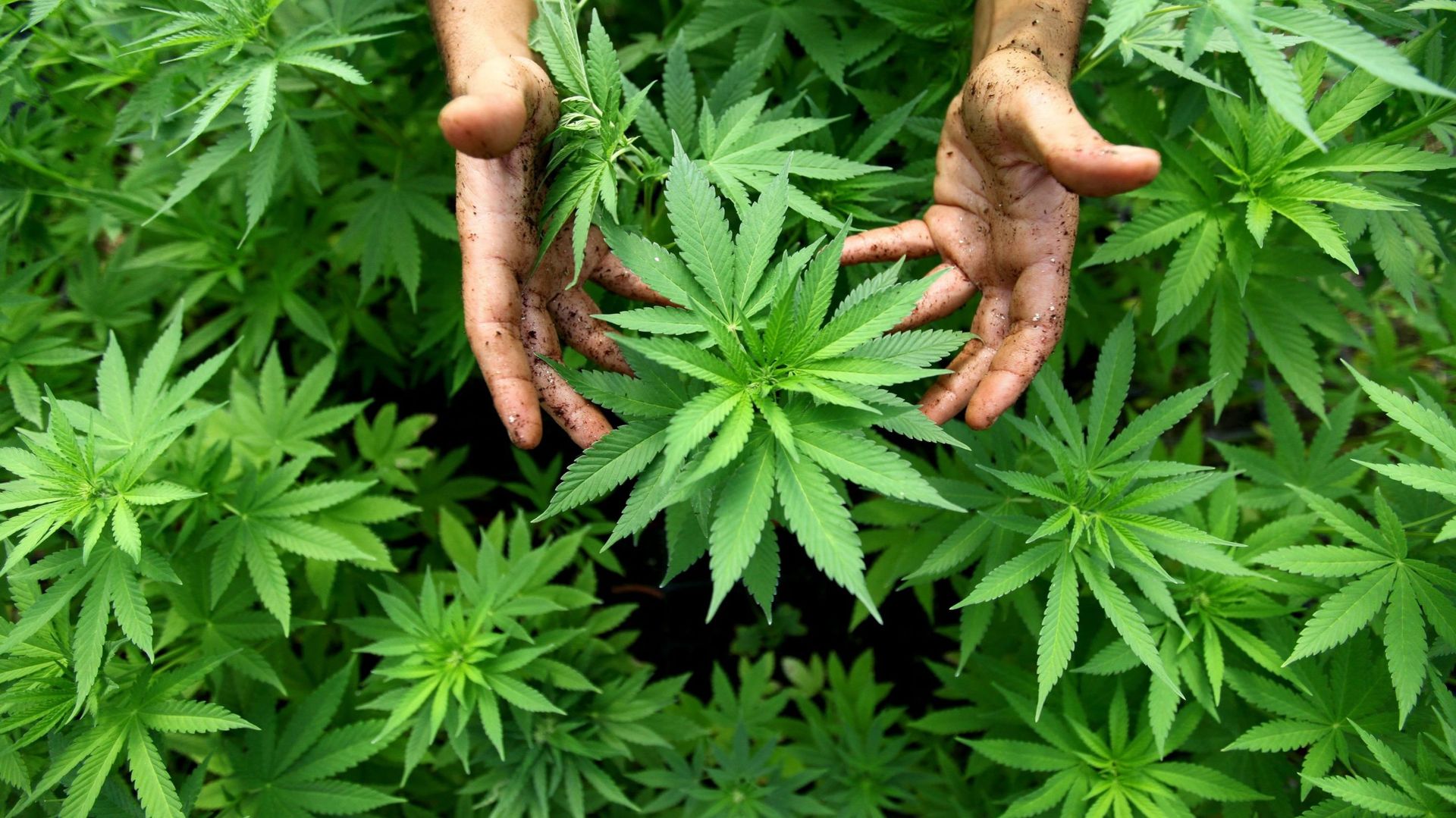 La police a découvert cinq plantations de cannabis.
