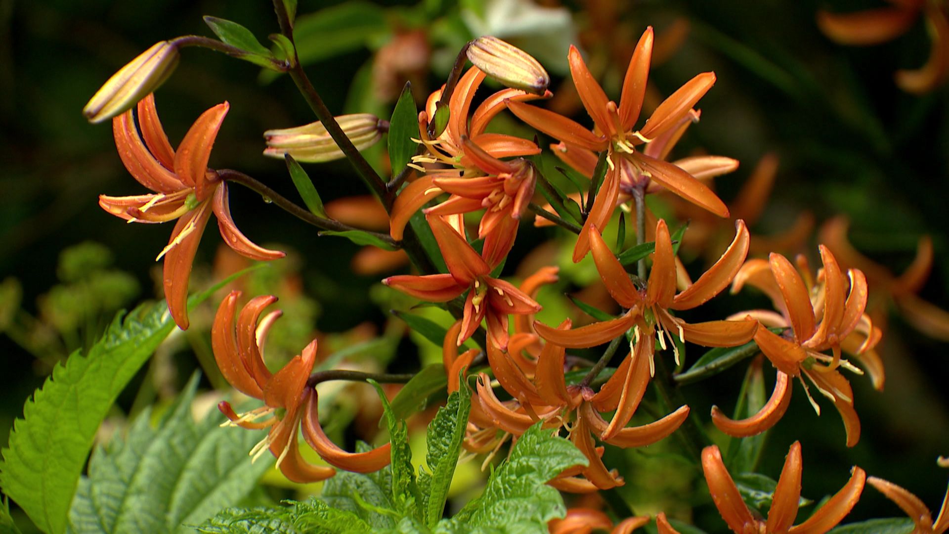 Lilium 'Orange Marmalde'