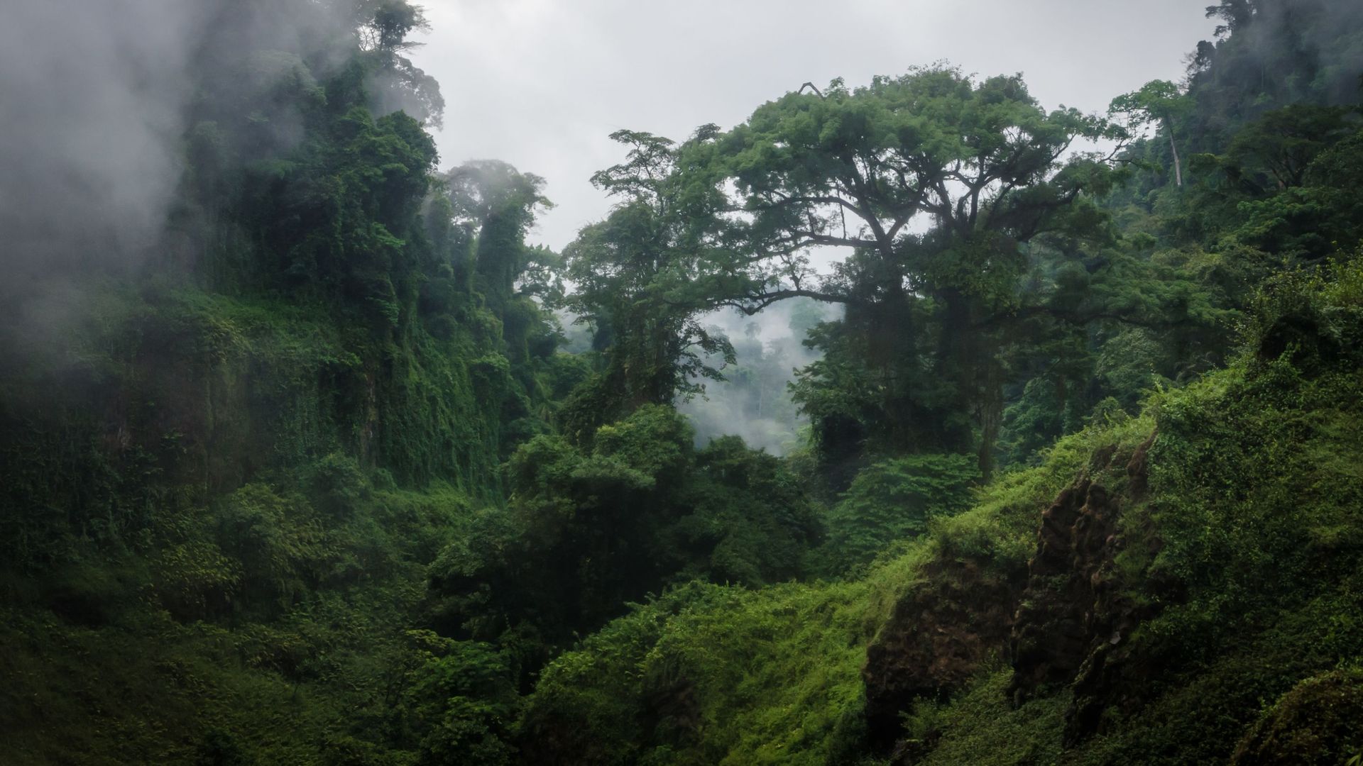 Les forêts tropicales africaines résisteraient mieux au changement climatique qu'on ne le pensait.