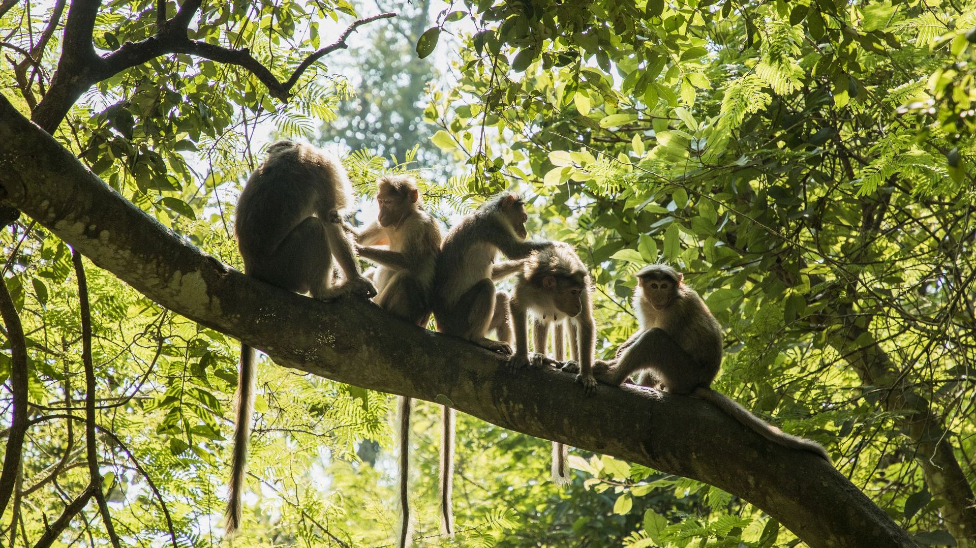 Des singes infectés par le coronavirus ont développé une immunité à court terme