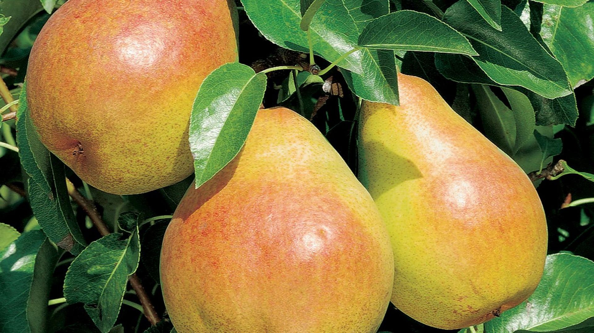 Un Primeur Dispose De 24 Pommes Et 36 Poires Des pommes, des poires et des… vignes - rtbf.be