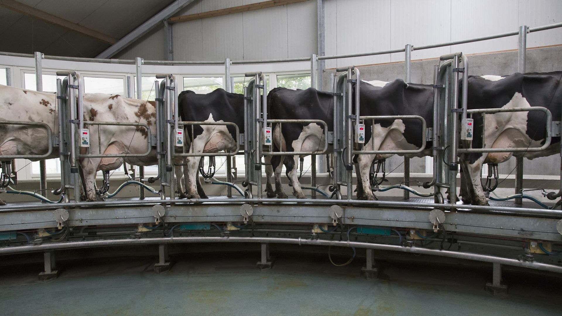 Les plus grandes entreprises de viande et de lait émettent presque autant de méthane que l'Union européenne.