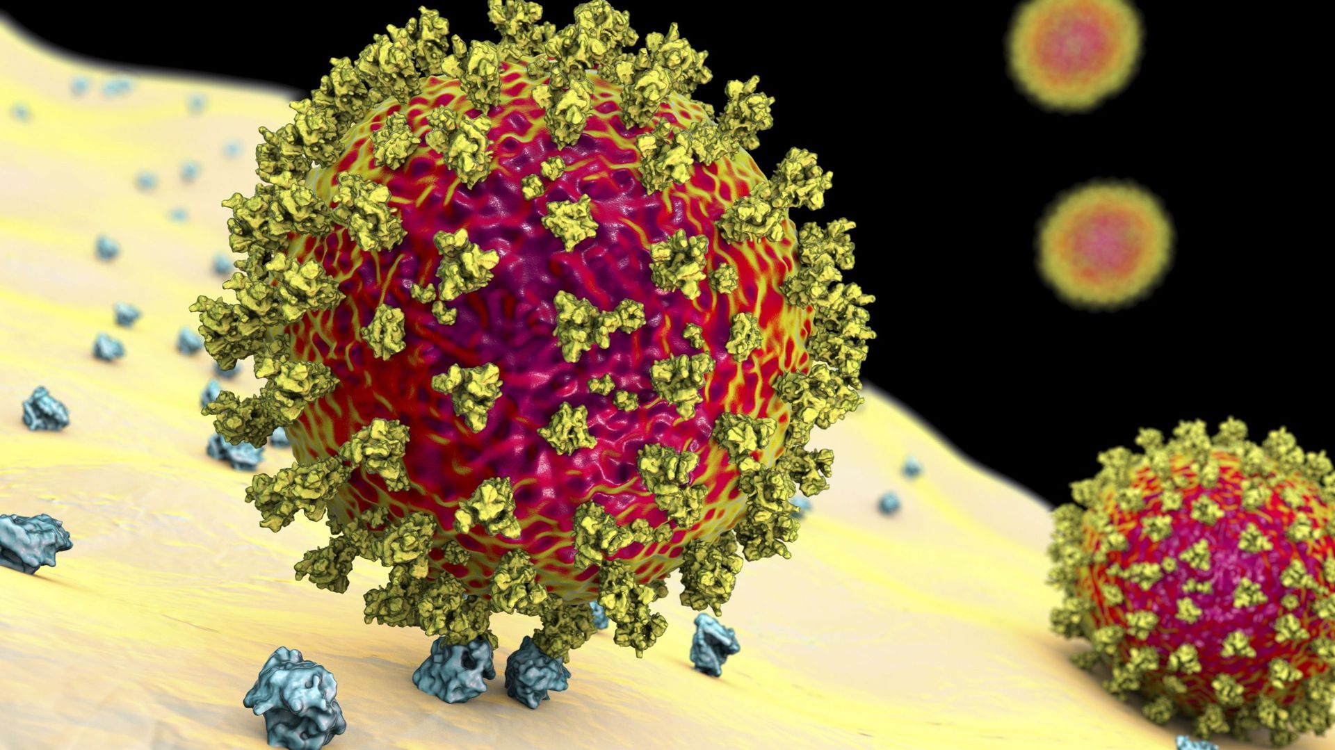 La protéine Spike, présente à la surface du SARS-CoV-2, lui permet d’entrer dans nos cellules. C’est l’une des cibles de notre système immunitaire et la cible privilégiée des vaccins développés actuellement, notamment ceux basés sur la technique de l’ARN 