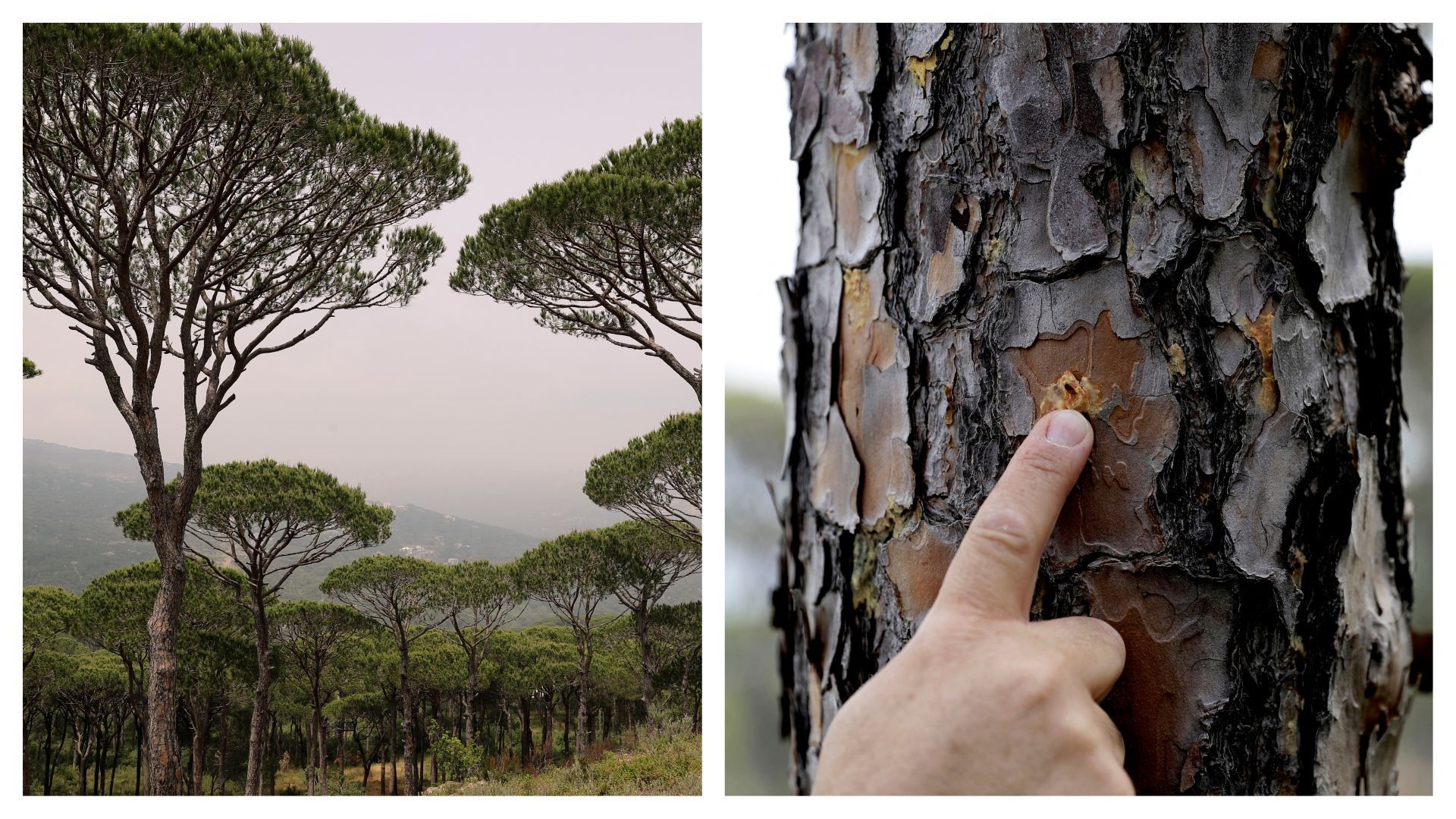 Au Liban, les pins sont menaçés par une punaise invasive, le 21 mai 2021 dans une forêt à l'est de Beyrouth