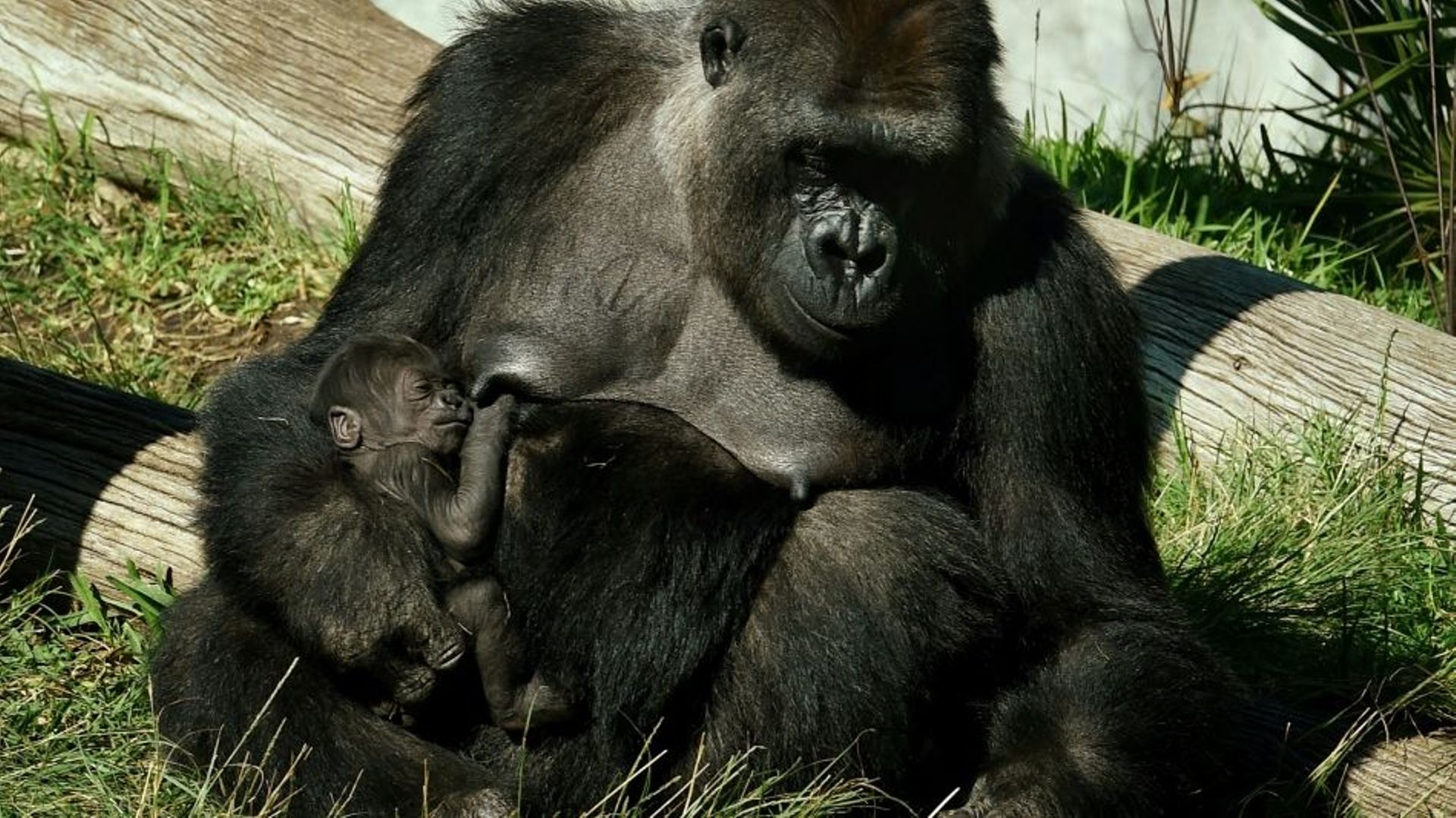 Une femelle gorille nommée Jessica et son bébé, alors âgé de deux semaines, dans leur enclos du zoo de San Diego, dans le sud de la Californie, le 13 janvier 2015