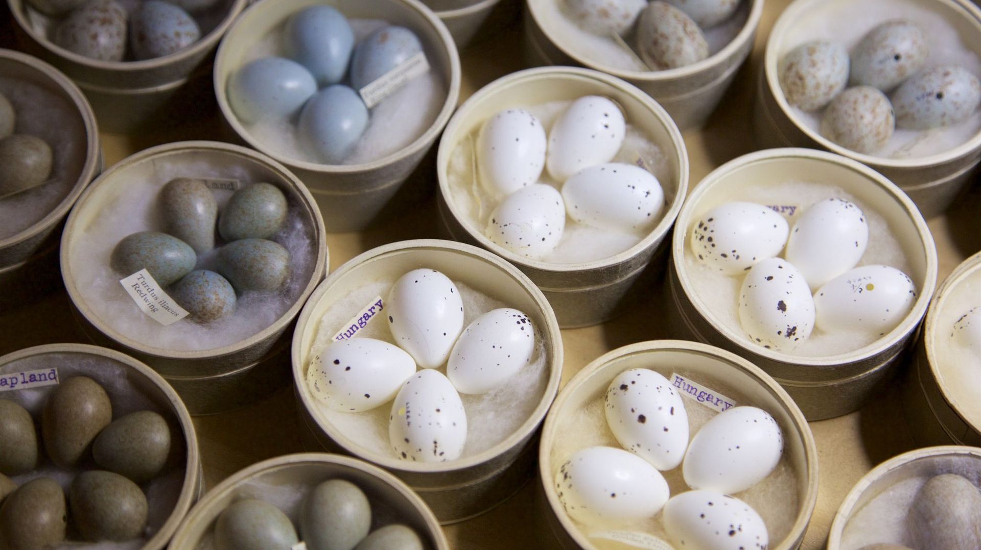 Natural World: Attenborough&#39;s Wonder of Eggs