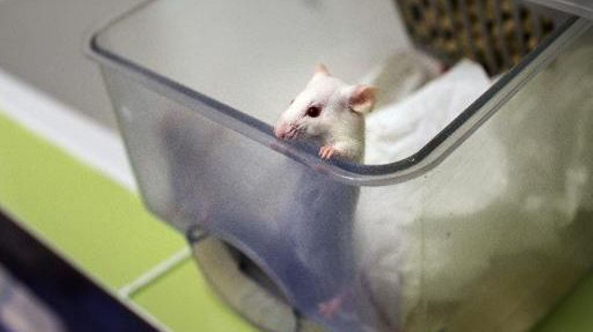 Des chercheurs ont réussi à guérir l'arthrite chez des souris