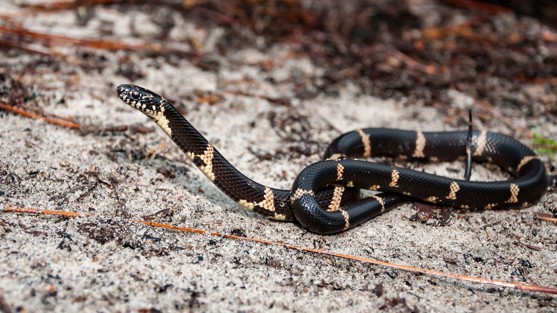 Serpent roi de Californie (Lampropeltis getula) - "une espèce de serpent originaire d'Amérique du Nord qui est populaire dans le commerce des "nouveaux animaux de compagnie" (NAC)."