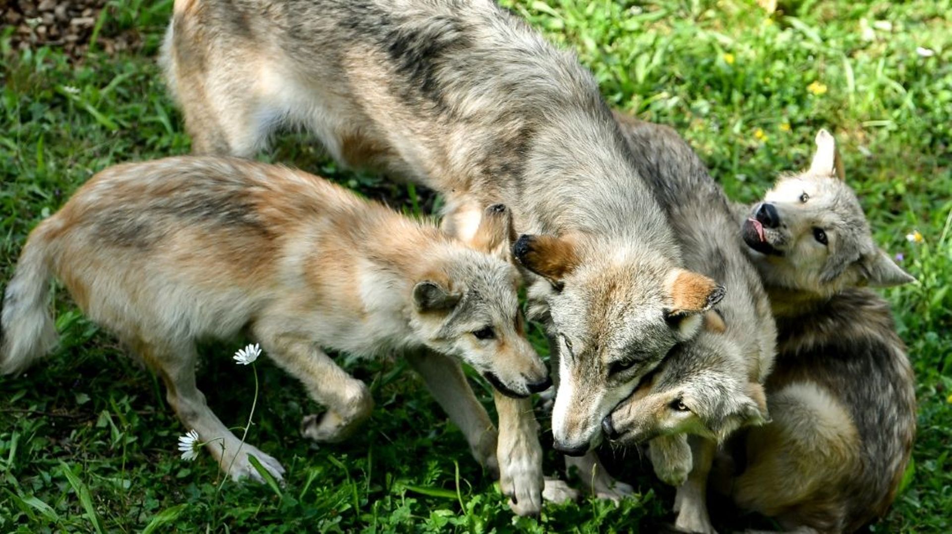 Une femelle loup et ses petits en Belgique le 15 août 2019