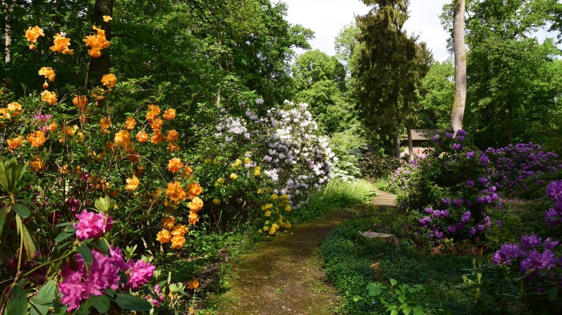 Le Woodland Garden et sa collection de rhododendrons et d'azalées