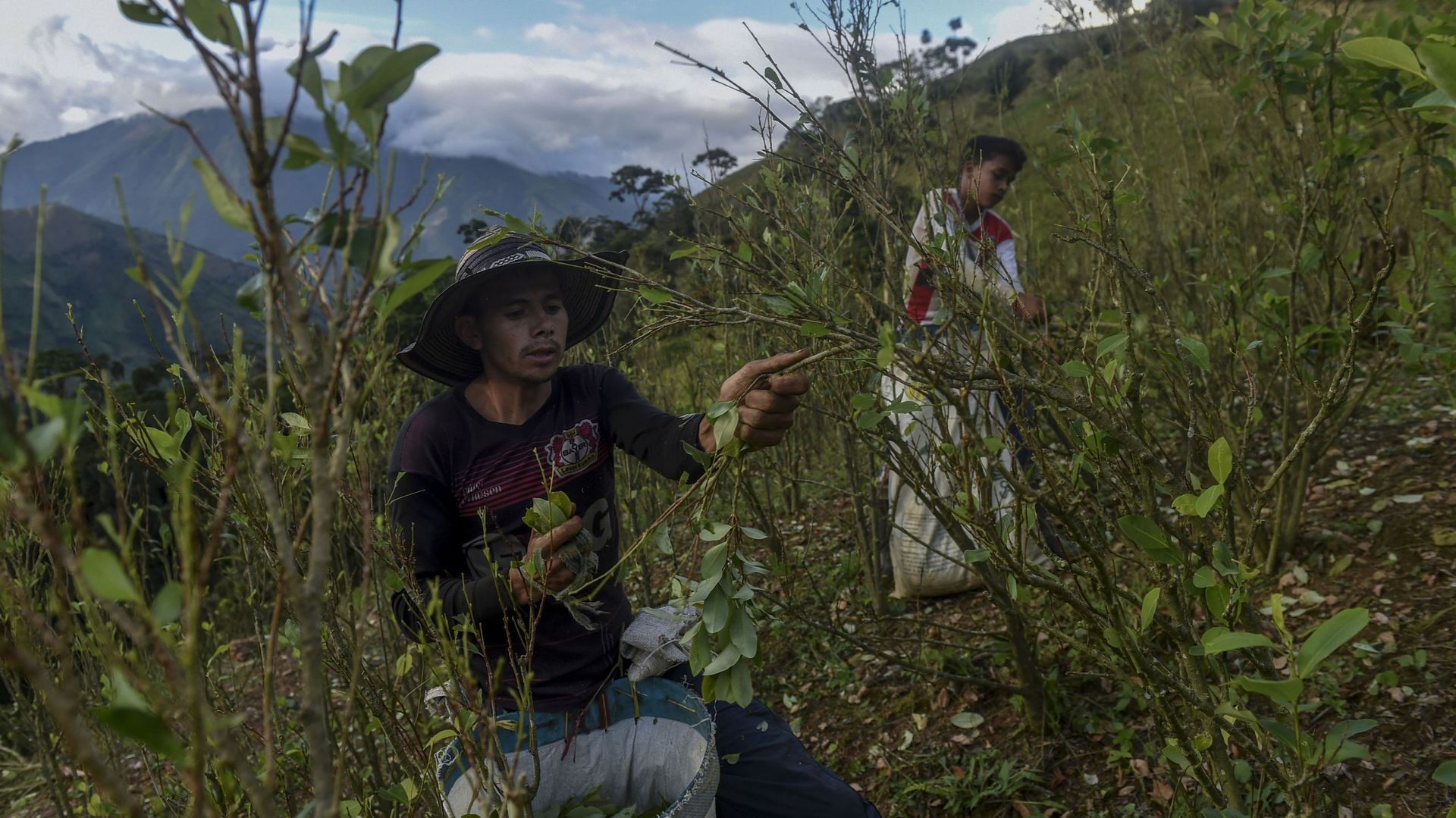 Les champs de coca de Colombie où triment des migrants du Venezuela