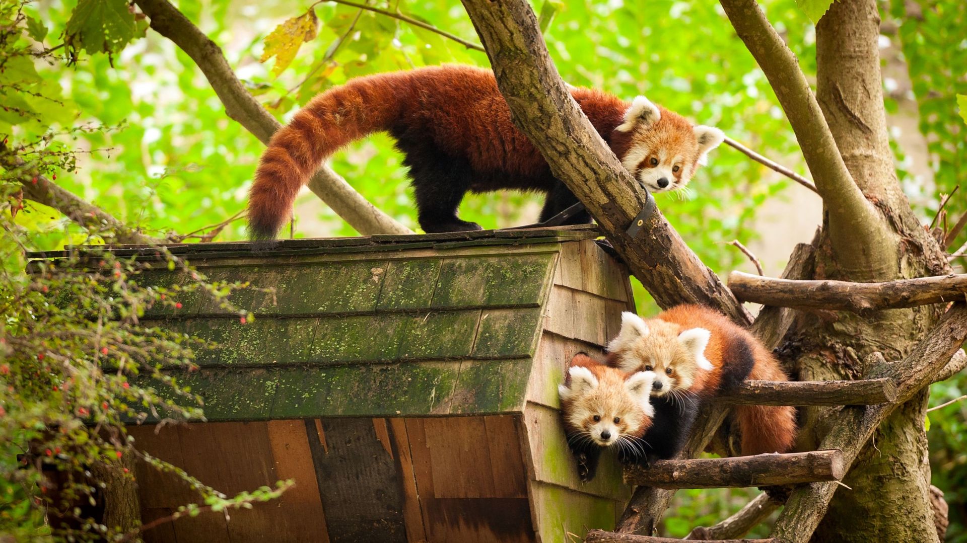 Le panda roux : comment et où vit-il ? Tout savoir sur le panda roux